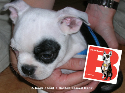 B is for Boston Terrier, a book about Buck written and illustrated by Sarah Tregay