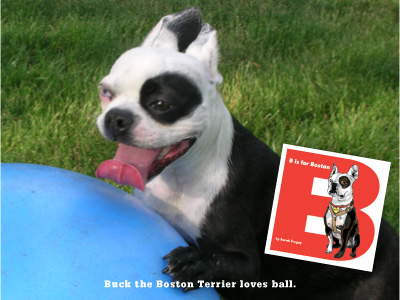 B is for Boston Terrier, a book about Buck written and illustrated by Sarah Tregay
