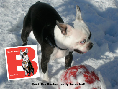 B is for Boston Terrier, a book about Buck written and illustrated by Sarah Tregay