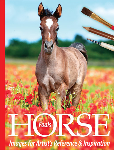 Horse Images for Artist's Reference and Inspiration photos of horse foals