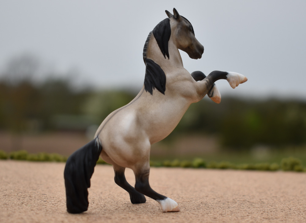 CM Breyer by Sarah Tregay, a Custom Mini/ Stablemate Model Horse to grulla rearing stallion