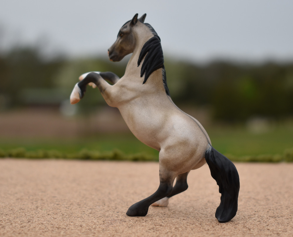 CM Breyer by Sarah Tregay, a Custom Mini/ Stablemate Model Horse to grulla rearing stallion