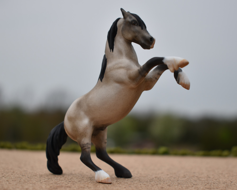 CM Breyer by Sarah Tregay, a Custom Mini/ Stablemate Model Horse to grulla rearing stallion
