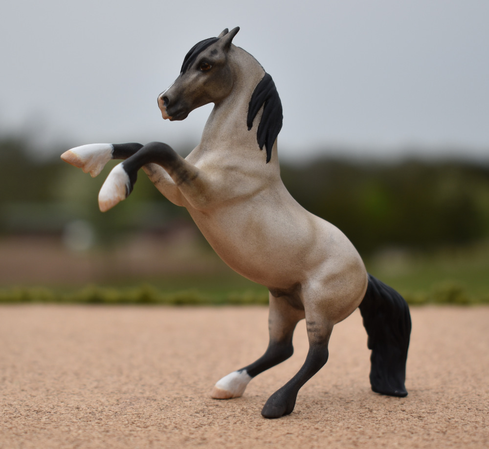CM Breyer by Sarah Tregay, a Custom Mini/ Stablemate Model Horse to grulla rearing stallion