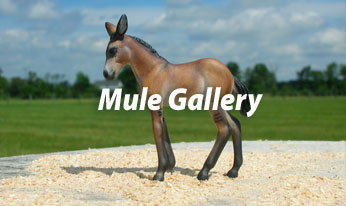 CM mini mules by Sarah Tregay